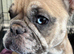 Dw kc registered French bulldog (female)