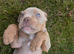 Old English bulldog