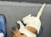Jack russel