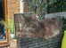 Mainecoon silver /greys