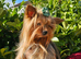 Yorkshire terrier Kc Registered