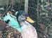 Pair of miniture silver appleyard ducks