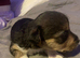Patterjack 4 girls 1 boy the white one is the boy