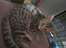 3 beautiful kittens for sale
