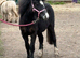 Stunning 2 year old gelding