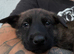 Dutch X German Shepherd puppies