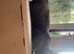 2 gorgeous pure tux boys looking for homes