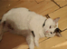Cute cat, pretty precious