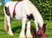 Yearling filly tri coloured cob