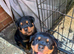 Beautiful Rottweiler puppies