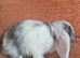 Mini lop doe