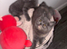 Stunning blue cream bsh kitten