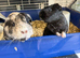 2 bonded boys and 2 bonded girls