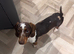 8 month old miniature dachshund