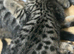 Stunning Bengal kittens ready now