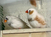 Lovely pretty pair of zebra finches