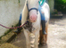 Kind 12hh Blue & White 4yo Cob Riding Mare