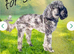 All puppies rehomed