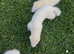 Free ferrets