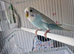 Male budgie