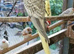 Cockatiels for sale