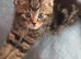 tabby kittens BSH