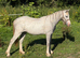 Yearling Welsh filly to make 13.2