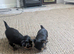 3 Beautiful Boy Yorkshire Terrier Puppies Ready for Loving Homes