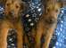 Irish terrier pups for sale