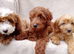 Cavapoo puppies