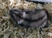 Hamster