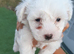 Puppy for sale