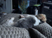 Miniature dachshund