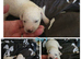 Adorable bichon frise