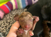 7 Adorable Sausage Pups Ready 13th August (6 LEFT)