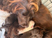 Gorgeous cocker spaniel puppies
