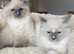 Ragdoll kittens