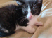 Litter of kittens