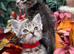 RAGDOLL CROSS KITTENS
