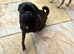 Black chug female 22 months old neutered for sale