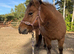 Beautiful Shetland dun mare