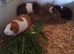 Three guinea pig girls for sale.