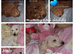 Full Poodles
