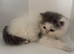 Persian x Ragdoll Kittens