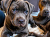 American staffordshire terrier Puppys looking for new home!