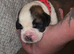 Saint Bernard Puppies For Sale