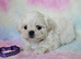 Imperial Shih Tzu X Maltese puppies