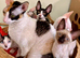 Beautiful Cornish Rex Kittens Looking for Their Loving Forever Homes