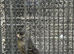 Black canarie hen