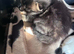 British short hair cross Russian blue